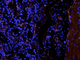 Anti-Leptin Receptor antibody used in IHC (Frozen sections) (IHC-Fr). GTX37636